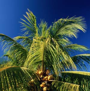 Пальма -символ стихии дерева в феншуй